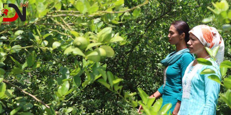 युट्युब हेरेरै व्यावसायिक कृषिमा शेर्पा