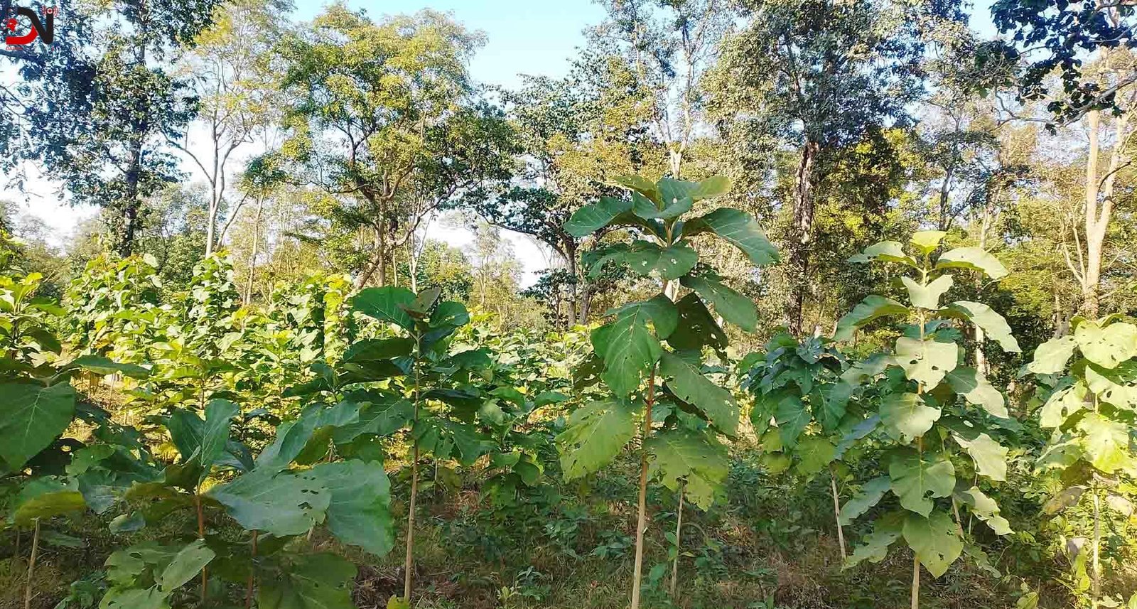 आर्थिक समृद्धिको नयाँ आधार बन्दै वन