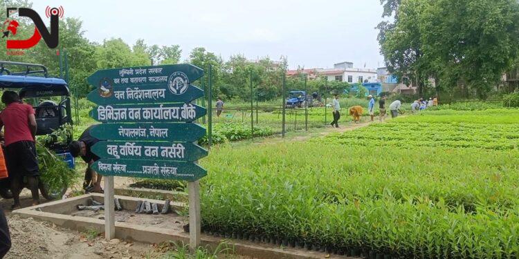 हरियाली प्रवर्द्धन गर्न छ लाख बिरुवा वितरण