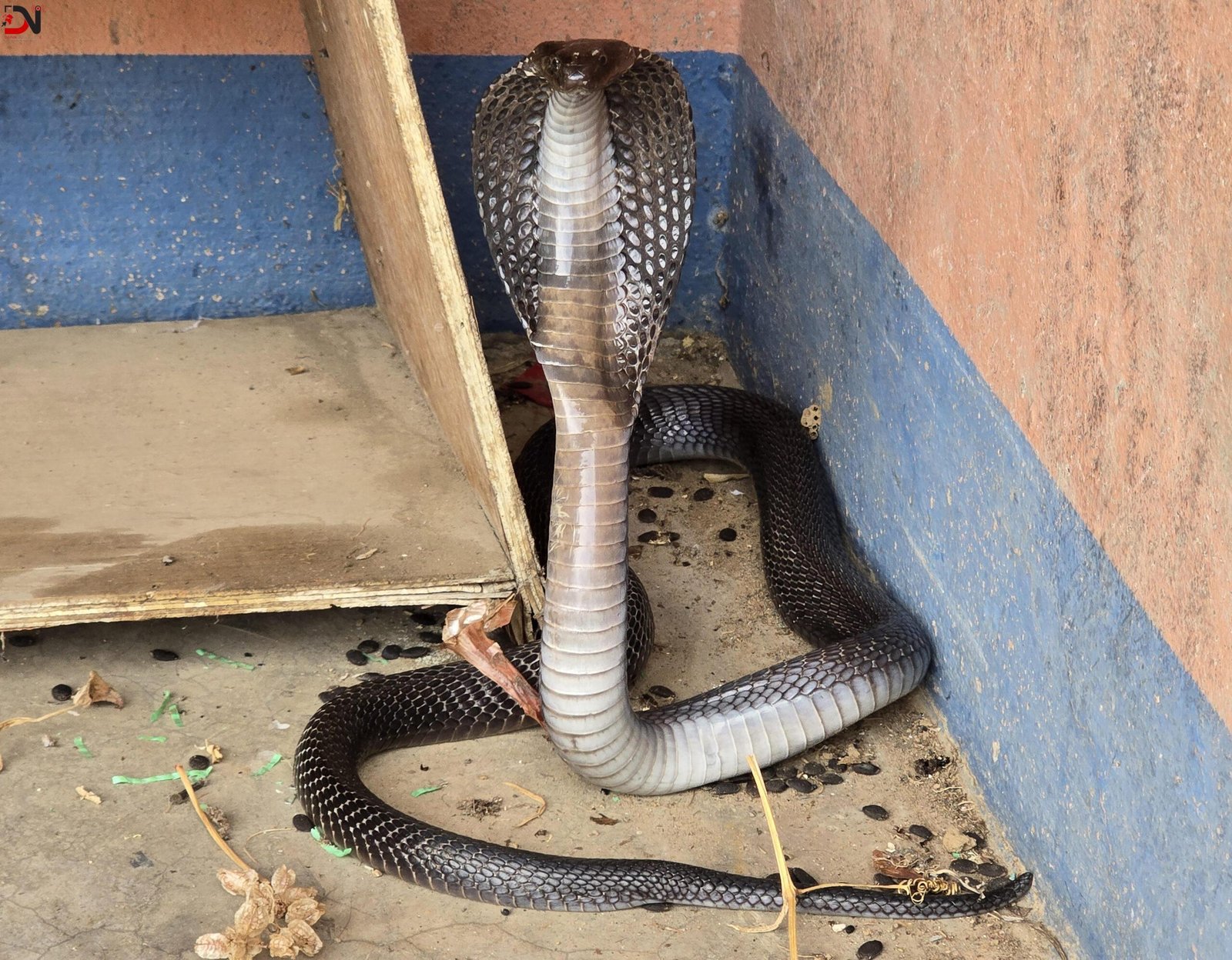 सर्पदंशको बढ्दो सन्त्रास