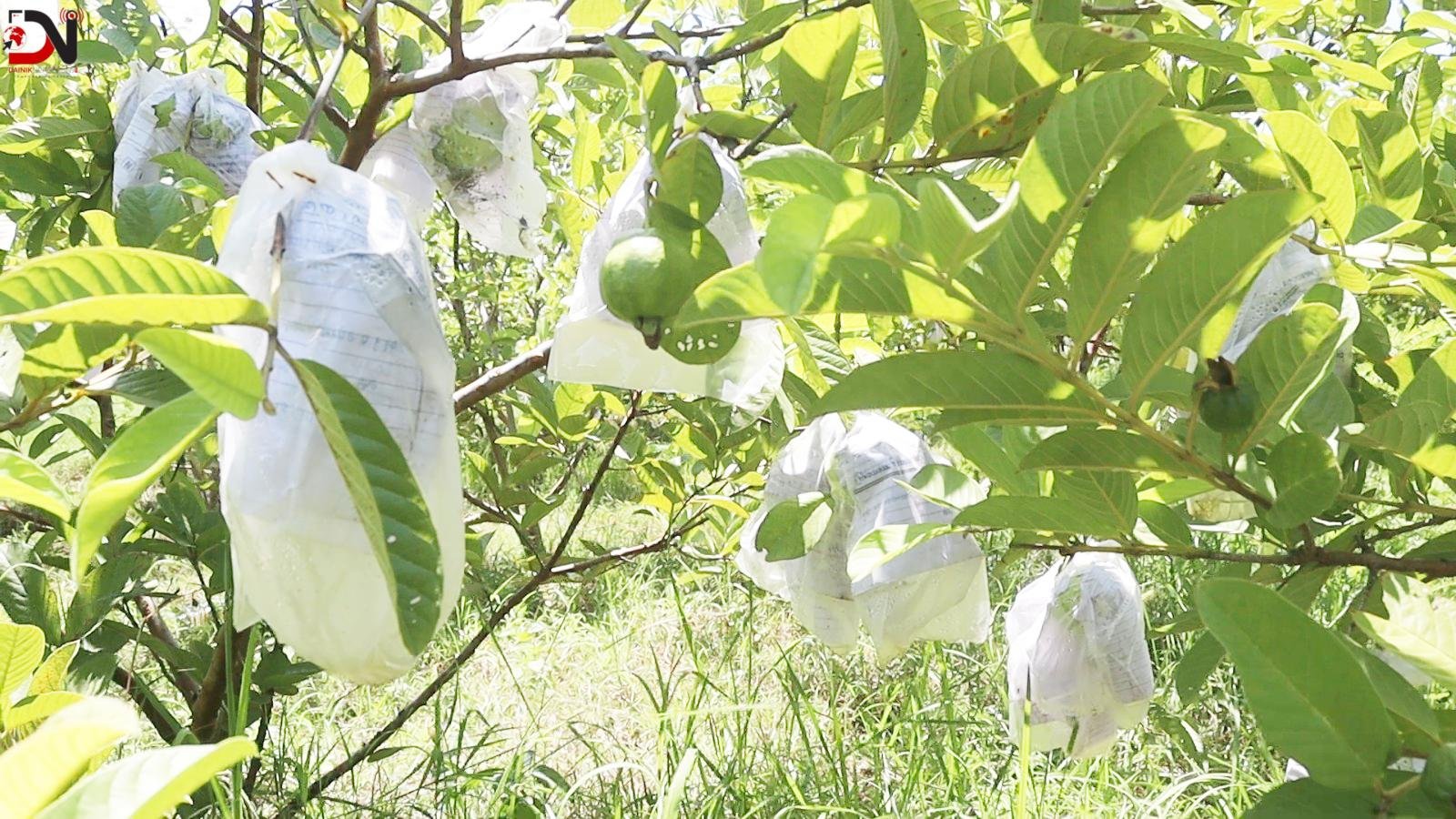 बाँके : व्यवसायिक फलफुल खेती बढ्दै
