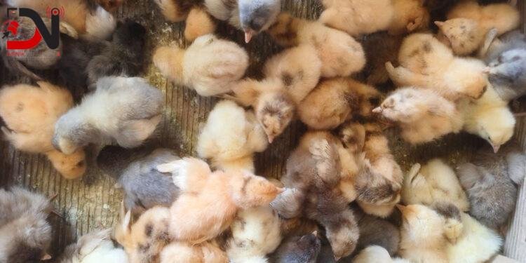 अबैध रुपमा ल्याइएका कुखुराका चल्ला बरामद