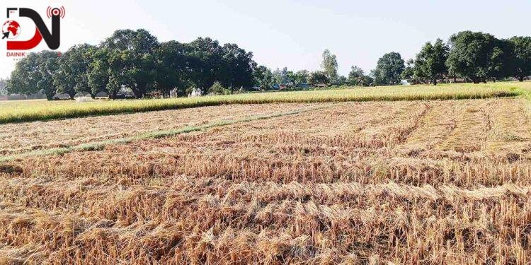 दसैँको सँघारमा किसानलाई धान भित्र्याउने चटारो