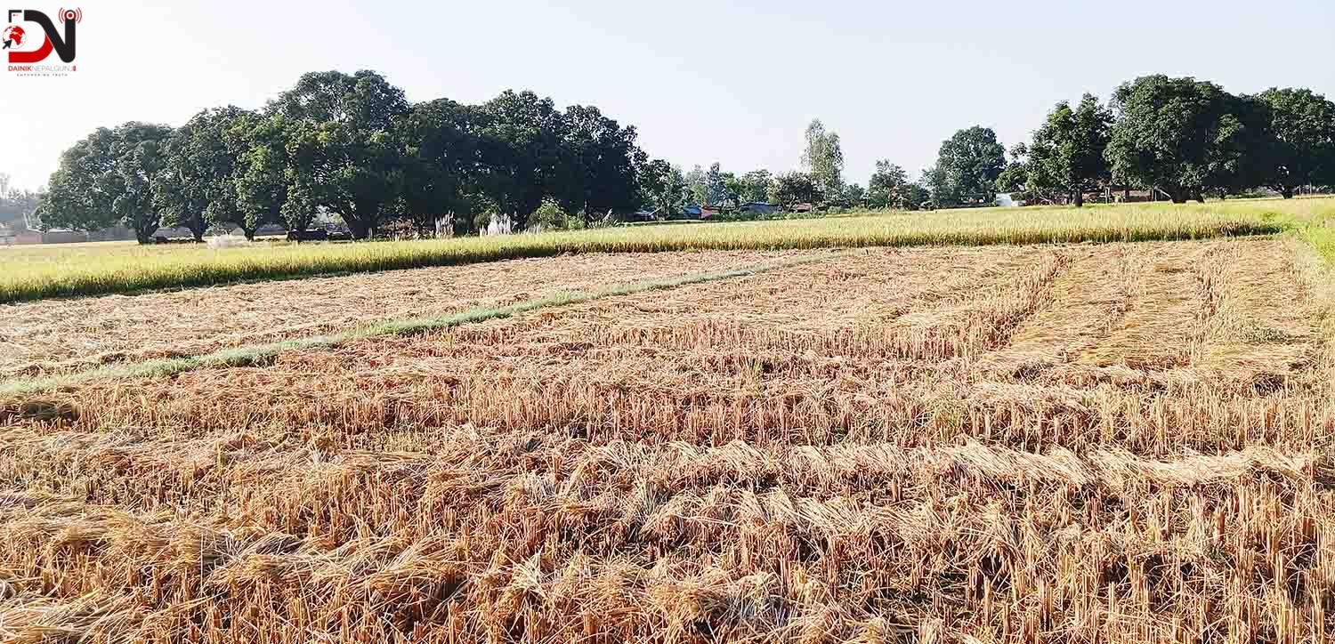 दसैँको सँघारमा किसानलाई धान भित्र्याउने चटारो