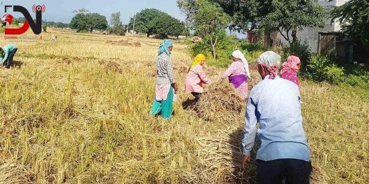 पानी पर्ने डरले किसानलाई धान भित्राउन भ्याईनभ्याई