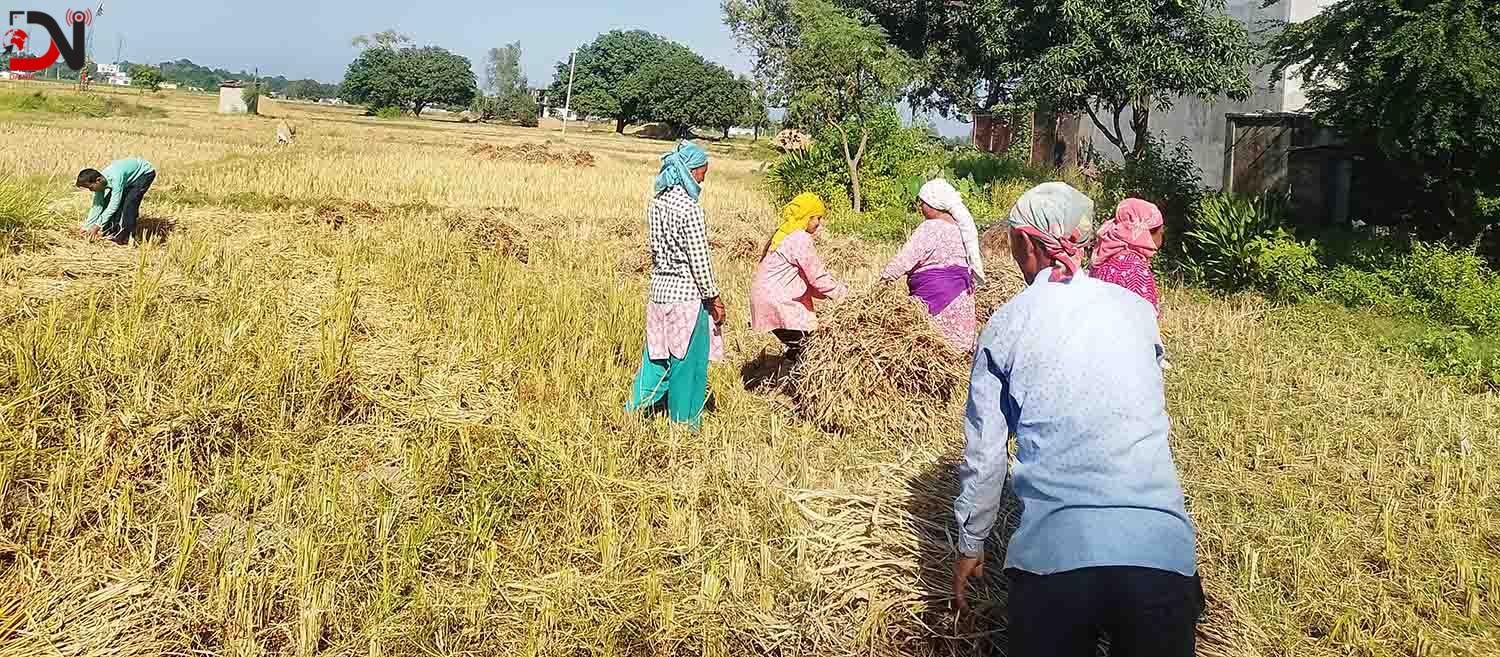 पानी पर्ने डरले किसानलाई धान भित्राउन भ्याईनभ्याई
