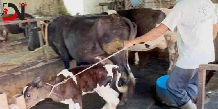 गाईपालनमा दूध बिक्री र बाच्छाको व्यवस्थापन चुनौती