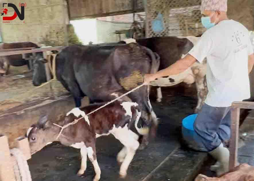 गाईपालनमा दूध बिक्री र बाच्छाको व्यवस्थापन चुनौती