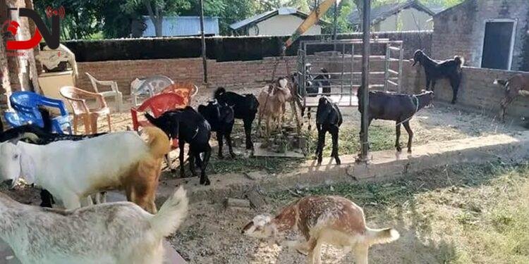 फत्तेपुरका महिलाले दसैंमा बेचे सात सय खसी–बोका