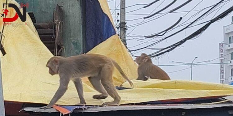 सहरमा बाँदर आतंक
