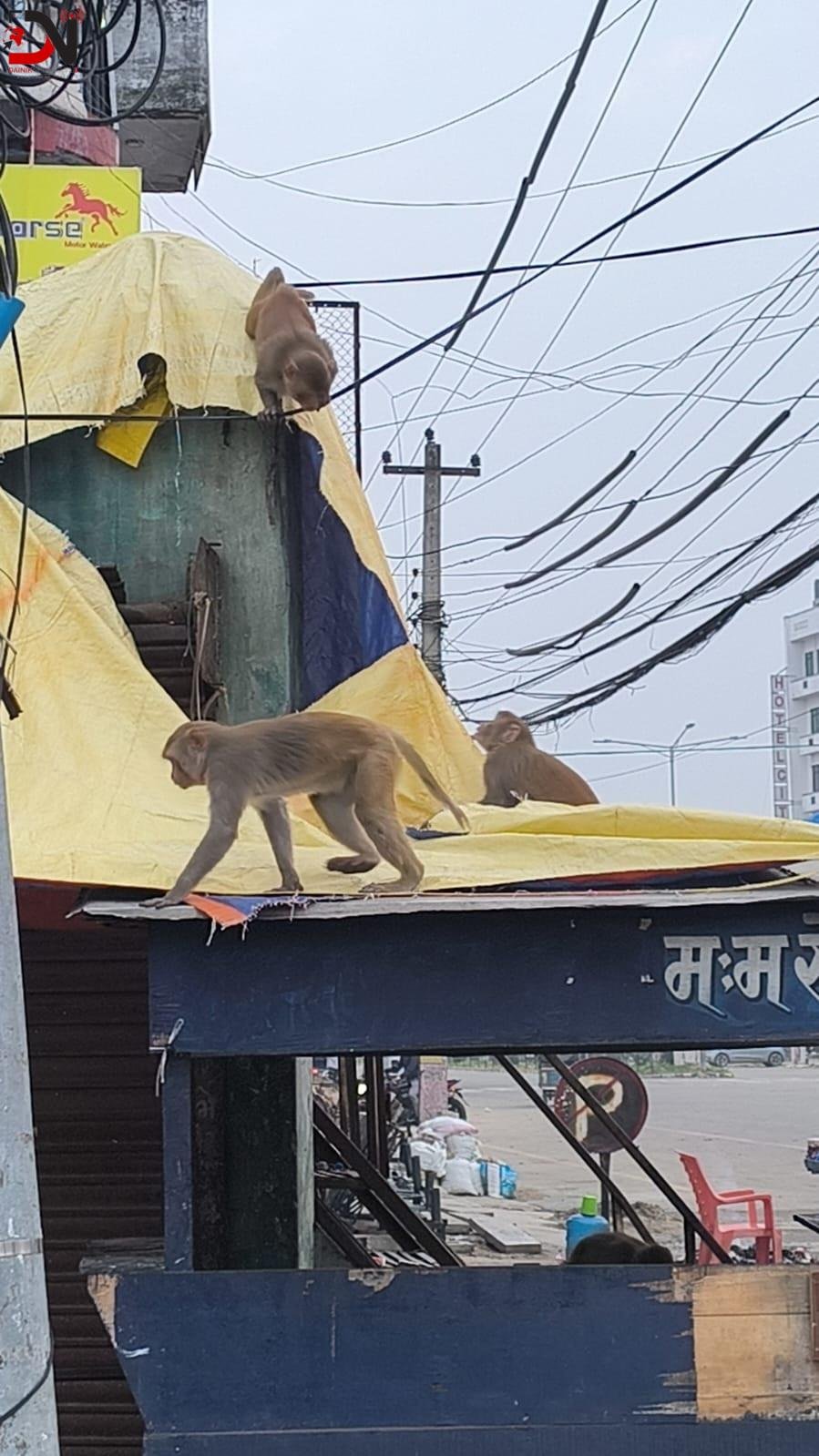 सहरमा बाँदर आतंक